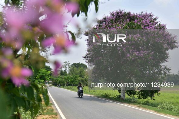 A man is riding his bike past a blooming Queen's Crape Myrtle (Lagerstroemia speciosa) tree in Nagaon District, Assam, on May 13, 2024. 