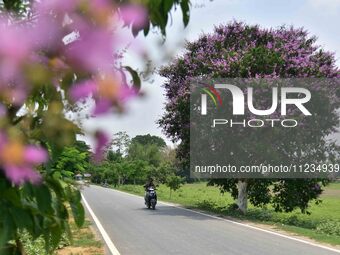 A man is riding his bike past a blooming Queen's Crape Myrtle (Lagerstroemia speciosa) tree in Nagaon District, Assam, on May 13, 2024. (