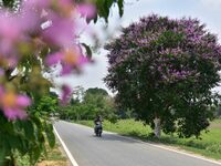 A man is riding his bike past a blooming Queen's Crape Myrtle (Lagerstroemia speciosa) tree in Nagaon District, Assam, on May 13, 2024. (