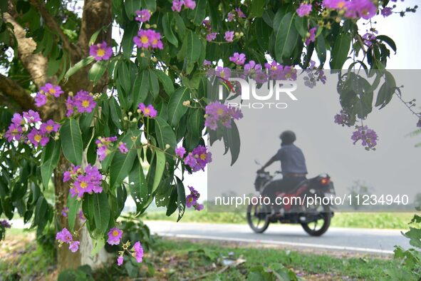 A man is riding his bike past a blooming Queen's Crape Myrtle (Lagerstroemia speciosa) tree in Nagaon District, Assam, on May 13, 2024. 