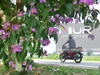 A man is riding his bike past a blooming Queen's Crape Myrtle (Lagerstroemia speciosa) tree in Nagaon District, Assam, on May 13, 2024. (