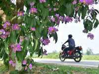 A man is riding his bike past a blooming Queen's Crape Myrtle (Lagerstroemia speciosa) tree in Nagaon District, Assam, on May 13, 2024. (