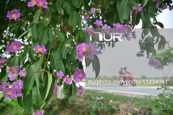 A man is riding his bike past a blooming Queen's Crape Myrtle (Lagerstroemia speciosa) tree in Nagaon District, Assam, on May 13, 2024. 