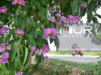 A man is riding his bike past a blooming Queen's Crape Myrtle (Lagerstroemia speciosa) tree in Nagaon District, Assam, on May 13, 2024. (