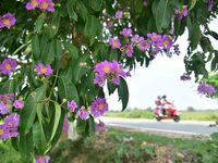 A man is riding his bike past a blooming Queen's Crape Myrtle (Lagerstroemia speciosa) tree in Nagaon District, Assam, on May 13, 2024. (