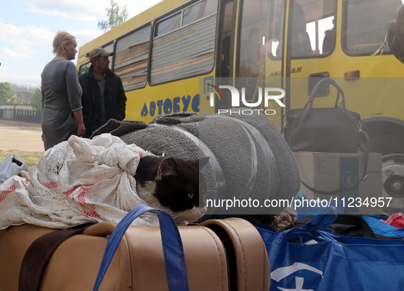 A cat is being wrapped in a towel and placed on a suitcase during the evacuation of civilians from the city of Vovchansk, which is constantl...