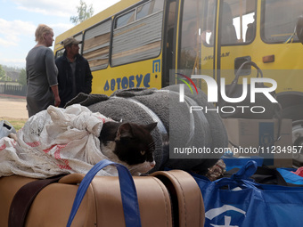 A cat is being wrapped in a towel and placed on a suitcase during the evacuation of civilians from the city of Vovchansk, which is constantl...