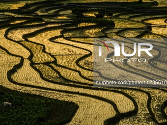 A photo taken on May 13, 2024, shows the rice terraces of Xiaotun in Shiyuan village, Bijie City, Southwest China's Guizhou province. (