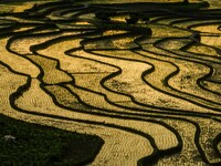 A photo taken on May 13, 2024, shows the rice terraces of Xiaotun in Shiyuan village, Bijie City, Southwest China's Guizhou province. (