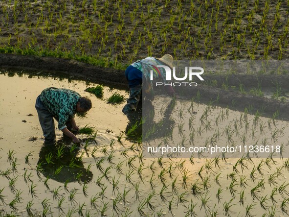 Villagers are working in a terraced field in Shiyuan village of Bijie city, Southwest China's Guizhou province, on May 13, 2024. 