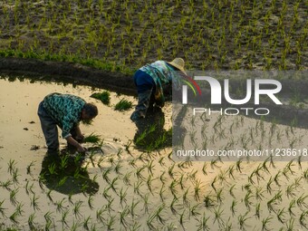 Villagers are working in a terraced field in Shiyuan village of Bijie city, Southwest China's Guizhou province, on May 13, 2024. (