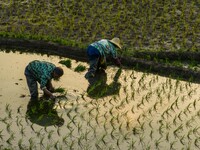 Villagers are working in a terraced field in Shiyuan village of Bijie city, Southwest China's Guizhou province, on May 13, 2024. (