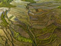 Villagers are working in a terraced field in Shiyuan village of Bijie city, Southwest China's Guizhou province, on May 13, 2024. (