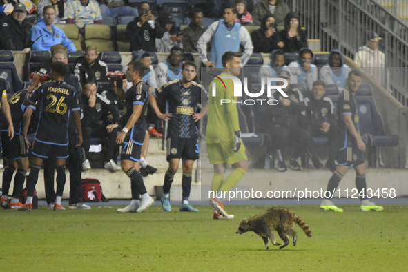 A raccoon is invading the pitch during the first half of the Philadelphia Union vs. New York City FC match at Subaru Park in Chester, PA, US...