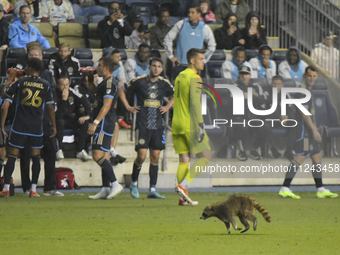 A raccoon is invading the pitch during the first half of the Philadelphia Union vs. New York City FC match at Subaru Park in Chester, PA, US...