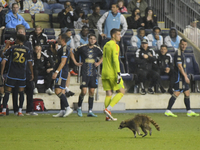 A raccoon is invading the pitch during the first half of the Philadelphia Union vs. New York City FC match at Subaru Park in Chester, PA, US...