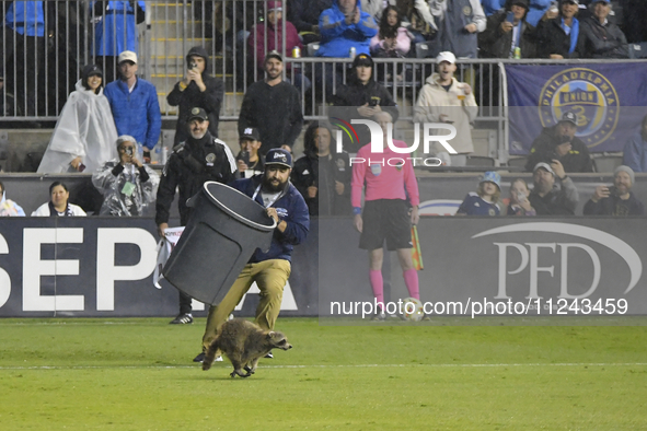 Attempts are being made to capture a pitch-invading raccoon with a garbage can, causing a five-minute delay during the first half of the Phi...