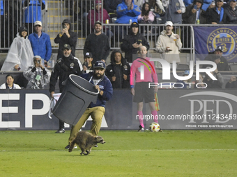 Attempts are being made to capture a pitch-invading raccoon with a garbage can, causing a five-minute delay during the first half of the Phi...