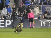 Attempts are being made to capture a pitch-invading raccoon with a garbage can, causing a five-minute delay during the first half of the Phi...