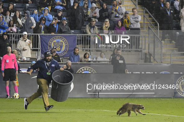 Attempts are being made to capture a pitch-invading raccoon with a garbage can, causing a five-minute delay during the first half of the Phi...