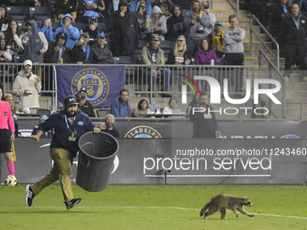 Attempts are being made to capture a pitch-invading raccoon with a garbage can, causing a five-minute delay during the first half of the Phi...