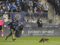 Attempts are being made to capture a pitch-invading raccoon with a garbage can, causing a five-minute delay during the first half of the Phi...