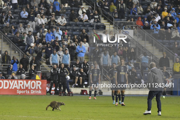 Attempts are being made to capture a pitch-invading raccoon with a garbage can, causing a five-minute delay during the first half of the Phi...