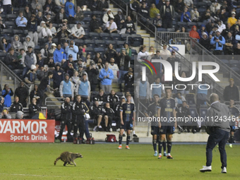 Attempts are being made to capture a pitch-invading raccoon with a garbage can, causing a five-minute delay during the first half of the Phi...