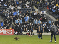 Attempts are being made to capture a pitch-invading raccoon with a garbage can, causing a five-minute delay during the first half of the Phi...