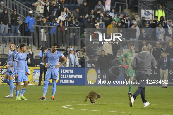 Attempts are being made to capture a pitch-invading raccoon with a garbage can, causing a five-minute delay during the first half of the Phi...