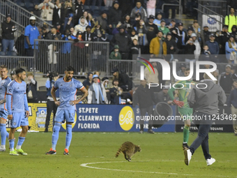 Attempts are being made to capture a pitch-invading raccoon with a garbage can, causing a five-minute delay during the first half of the Phi...