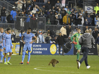 Attempts are being made to capture a pitch-invading raccoon with a garbage can, causing a five-minute delay during the first half of the Phi...