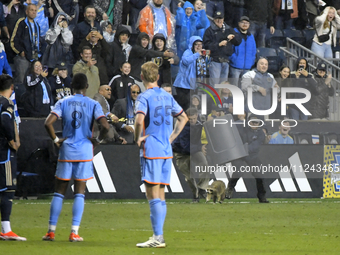 Attempts are being made to capture a pitch-invading raccoon with a garbage can, causing a five-minute delay during the first half of the Phi...