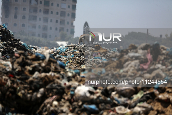 A view is showing piles of garbage amid the ongoing conflict in Gaza between Israel and Hamas, in Deir Al-Balah, in the central Gaza Strip,...