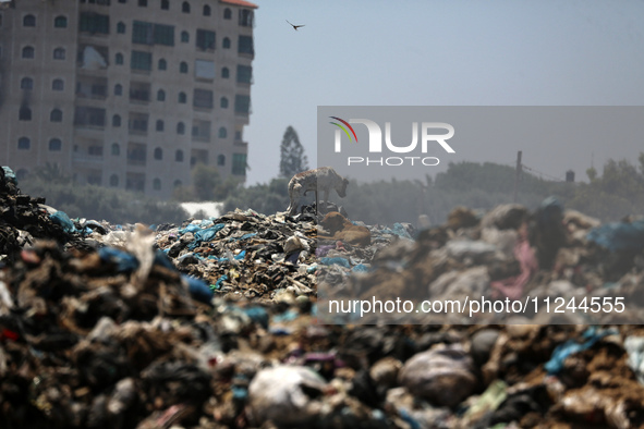 A view is showing piles of garbage amid the ongoing conflict in Gaza between Israel and Hamas, in Deir Al-Balah, in the central Gaza Strip,...