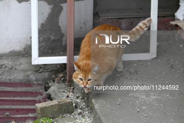 A ginger cat is being pictured at a house damaged by the falling debris of a Russian rocket in Dnipro, Ukraine, on May 15, 2024. NO USE RUSS...