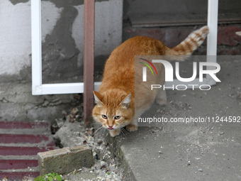 A ginger cat is being pictured at a house damaged by the falling debris of a Russian rocket in Dnipro, Ukraine, on May 15, 2024. NO USE RUSS...