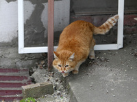 A ginger cat is being pictured at a house damaged by the falling debris of a Russian rocket in Dnipro, Ukraine, on May 15, 2024. NO USE RUSS...