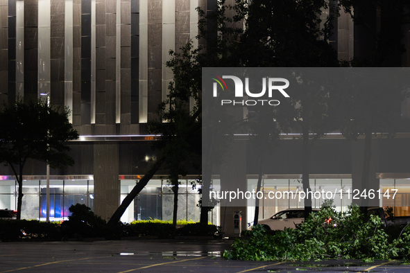 A tree is being seen uprooted in downtown Houston, Texas, on May 16, 2024. 