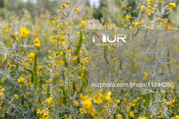 Some vegetation is being seen inside the park in Nicosia, Cyprus, on April 12, 2024. Bees are being considered a valuable species for the ec...