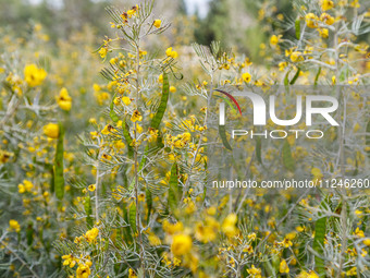 Some vegetation is being seen inside the park in Nicosia, Cyprus, on April 12, 2024. Bees are being considered a valuable species for the ec...