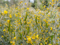 Some vegetation is being seen inside the park in Nicosia, Cyprus, on April 12, 2024. Bees are being considered a valuable species for the ec...