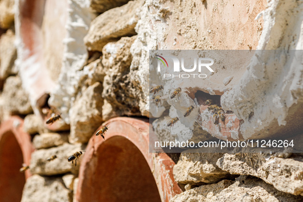 Bees are coming in and out of a tziverti, a traditional domestic beehive, in Nicosia, Cyprus, on April 12, 2024. Bees are being considered a...