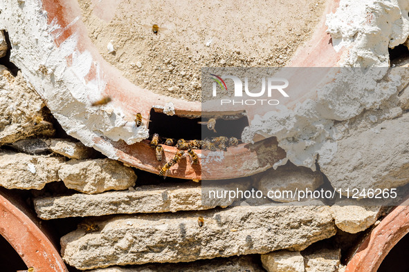 Bees are coming in and out of a tziverti, a traditional domestic beehive, in Nicosia, Cyprus, on April 12, 2024. Bees are being considered a...