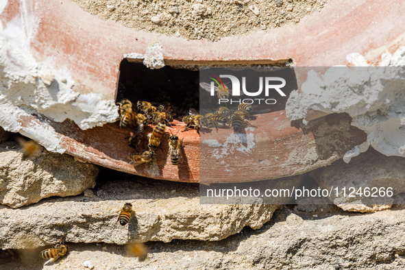 Bees are coming in and out of a tziverti, a traditional domestic beehive, in Nicosia, Cyprus, on April 12, 2024. Bees are being considered a...