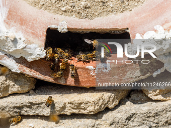 Bees are coming in and out of a tziverti, a traditional domestic beehive, in Nicosia, Cyprus, on April 12, 2024. Bees are being considered a...