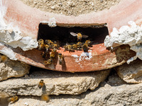 Bees are coming in and out of a tziverti, a traditional domestic beehive, in Nicosia, Cyprus, on April 12, 2024. Bees are being considered a...