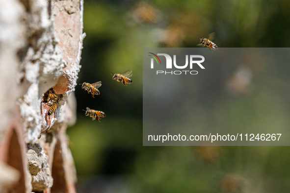 Bees are coming in and out of a tziverti, a traditional domestic beehive, in Nicosia, Cyprus, on April 12, 2024. Bees are being considered a...