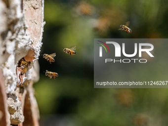 Bees are coming in and out of a tziverti, a traditional domestic beehive, in Nicosia, Cyprus, on April 12, 2024. Bees are being considered a...