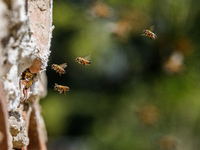 Bees are coming in and out of a tziverti, a traditional domestic beehive, in Nicosia, Cyprus, on April 12, 2024. Bees are being considered a...